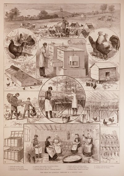 The Great Egg Question: Sketches at a Poultry Farm by English School
